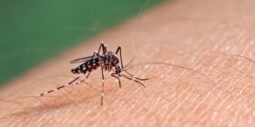 Água sanitária mata o mosquito da dengue?