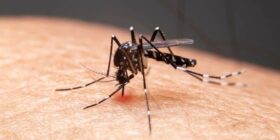 Dengue: Brasil chega a 2 milhões de casos em 2024 e quebra recorde