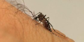 Ondas de calor e desmatamento estão por trás do aumento dos casos de dengue no Brasil