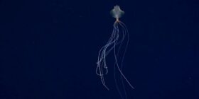 Mistérios do oceano: as lulas-gigantes que habitam as profundezas