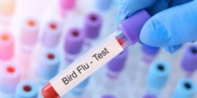 Gripe aviária é registrada em vacas leiteiras pela 1ª vez e causa alerta