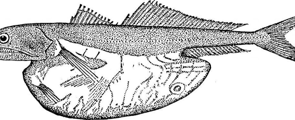 Peixe que vive nas trevas consegue engolir presas maiores do que ele mesmo