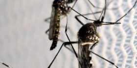 Dengue: Brasil chega a 3 milhões de casos em 2024 