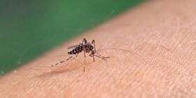 Dengue: SP amplia vacinação; veja quem pode tomar