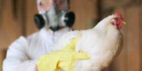 Risco de nova pandemia? Gripe aviária é identificada em amostras de leite nos EUA