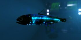 Por que alguns animais marinhos brilham no escuro?