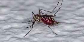 Dengue: bactéria pode frear transmissão da doença no Brasil
