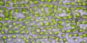 Em evento evolutivo raro, alga engloba bactéria e cria novo organismo