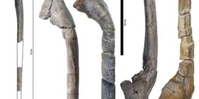 Fóssil de maior réptil marinho é encontrado na Inglaterra; veja