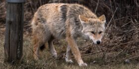 Híbrido de coiote, lobo e cão: espécie cresce nos EUA