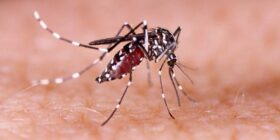 Dengue: mosquito pode picar até por cima da roupa