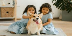 Mito ou verdade: cachorros pequenos vivem mais?