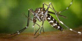 Dengue: Ministério da Saúde amplia faixa etária para vacinação