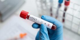 Por que vírus H5N1 pode virar pandemia