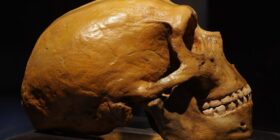 Pesquisadores brasileiros vão investigar presença de genes neandertais em espécies Sapiens