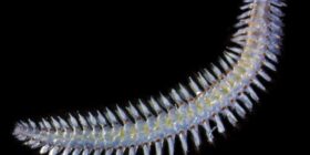 Verme marinho de olhos gigantes enxerga luz UV e usa linguagem secreta