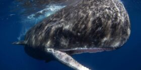 Suposto alfabeto no canto das baleias pode ter sido encontrado; entenda
