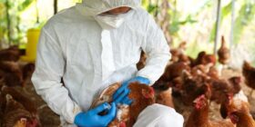 Surto de gripe aviária causa morte de gatos no Texas