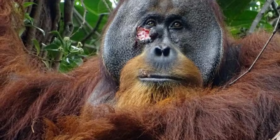 Orangotango trata ferida com planta medicinal e impressiona cientistas