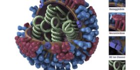 Nova vacina contra gripe pode oferecer proteção por mais tempo