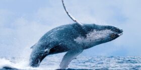 Caça comercial de baleias pode ser liberada no Japão