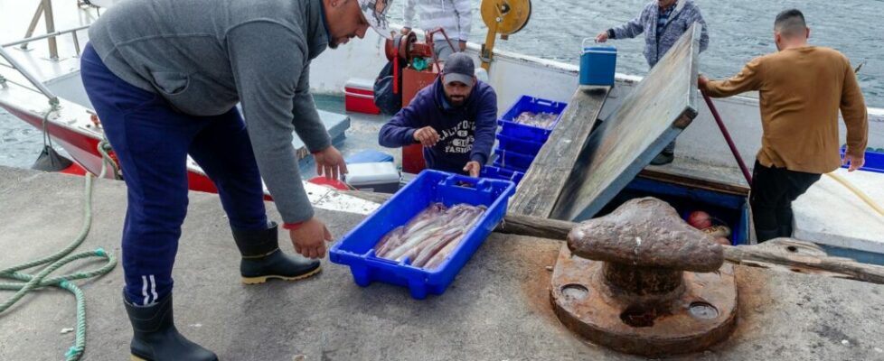 Açores anunciam redução dos limites máximos de captura do peixe imperador