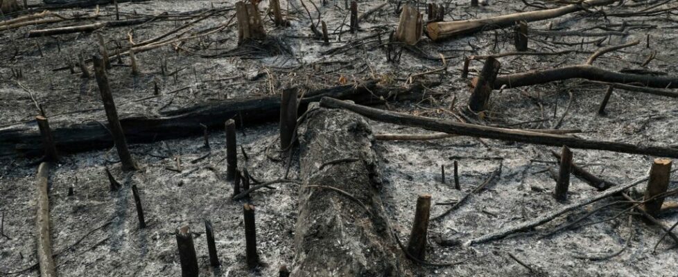 Incêndios florestais causam pelo menos 15 mortos no Peru