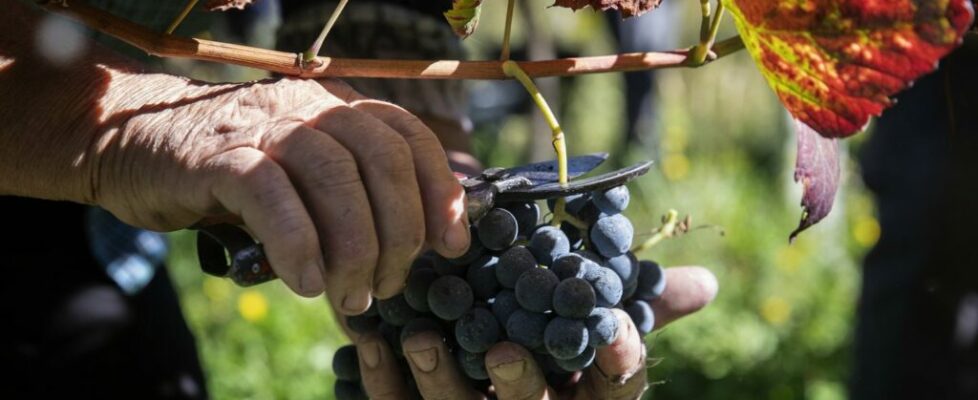 Governo cria linha de crédito de 100 milhões para produtores vinícolas