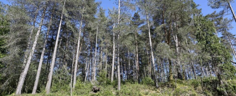 Engenheiros e técnicos florestais pedem aos partidos pacto de regime para a floresta