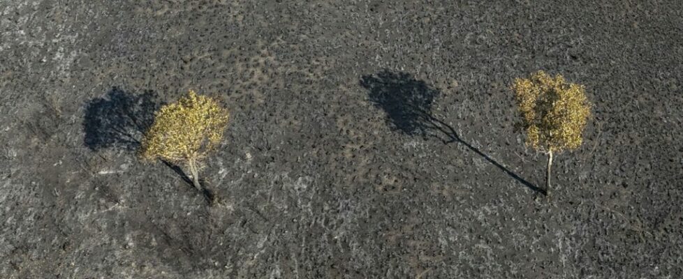 Incêndios afetam quase metade das terras indígenas de Mato Grosso, no Brasil