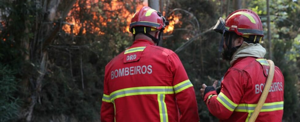 Bombeiro ferido com gravidade após ataque de uma víbora em Castelo de Vide