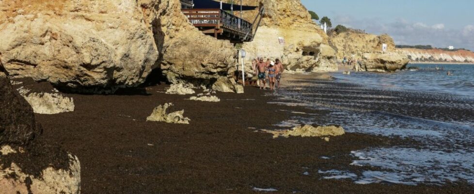 APA: concentração de algas em praias do Algarve não afeta qualidade da água