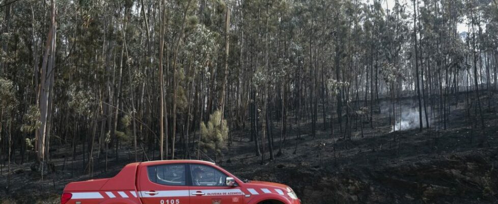 Mais de 124 mil hectares arderam em Portugal continental desde domingo