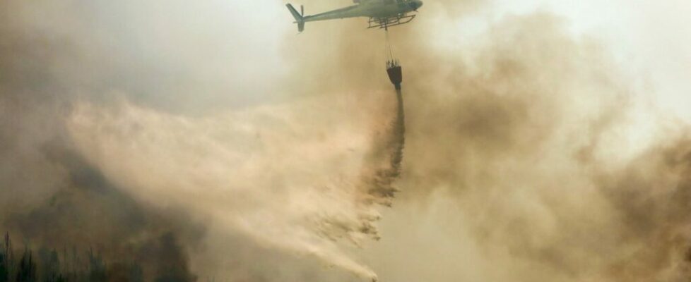 Advogados revelam que incêndio de 2020 em Santo Tirso matou 93 animais e não 73