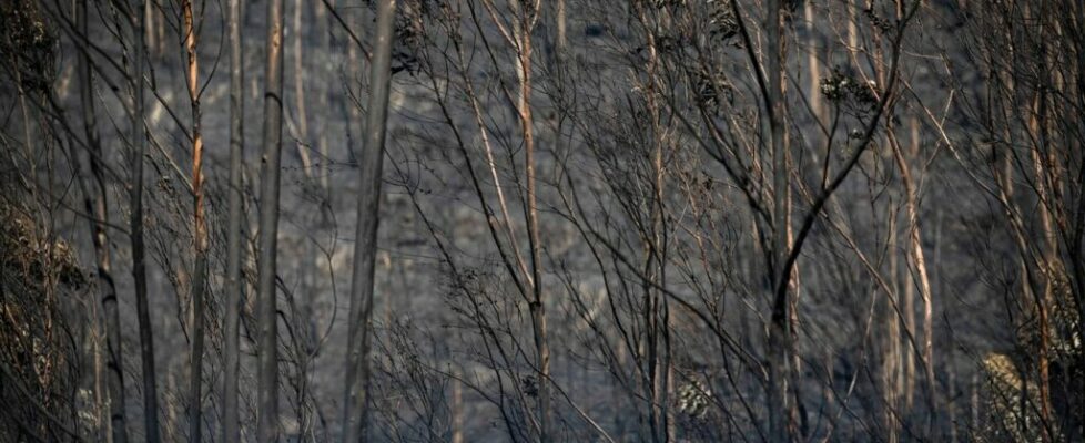 Entre 30 a 40% dos apicultores do Norte e Centro com perdas de produção devido aos incêndios