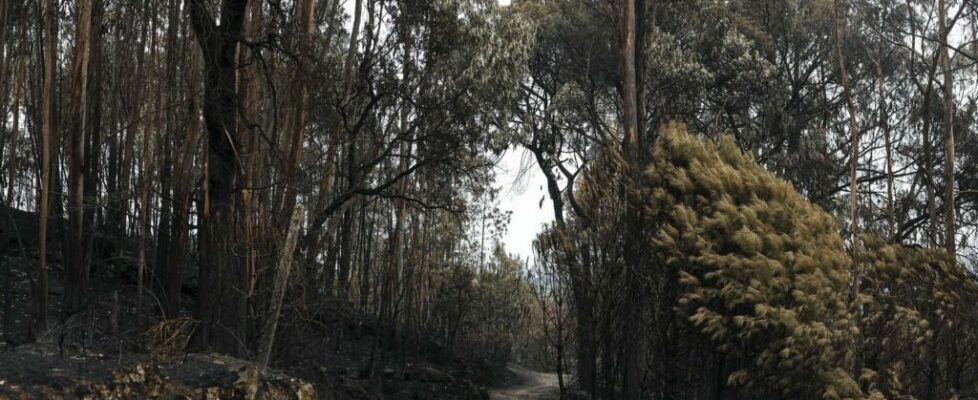 Incêndios. Época mais crítica termina esta segunda-feira e fica marcada pelos fogos que mataram 9 pessoas