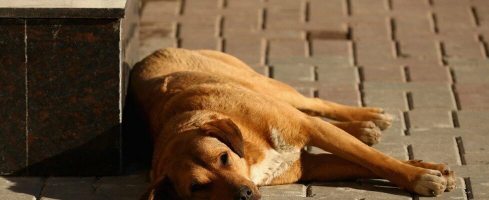 Arranca recolha de alimentos para animais em risco e associações afetadas pelos incêndios