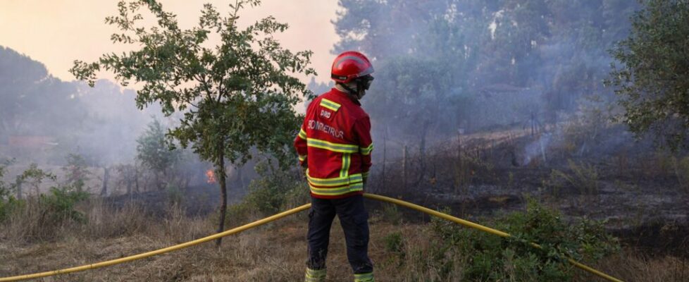 Incêndios. Câmara de Nelas tem equipa multidisciplinar no terreno