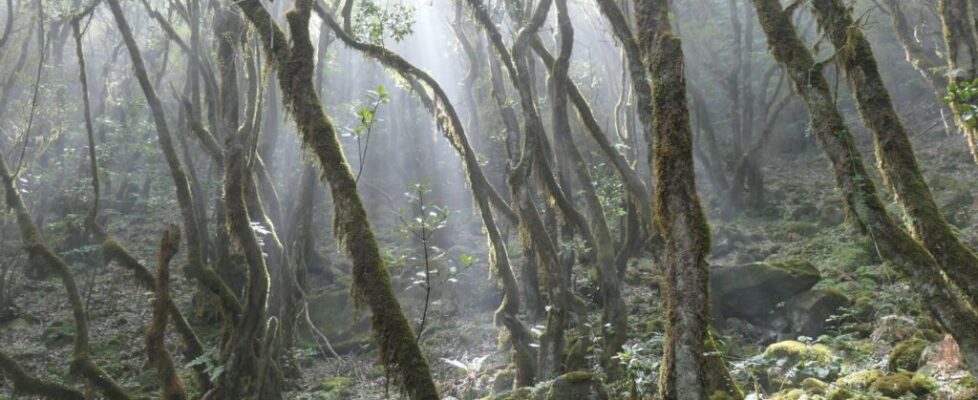 JPP pede esclarecimento a Governo da Madeira sobre festa em zona protegida da Unesco