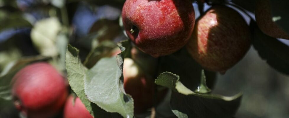 Confederação dos Agricultores de Portugal quer Governo a pagar perdas na maçã e castanha provocadas pelo mau tempo