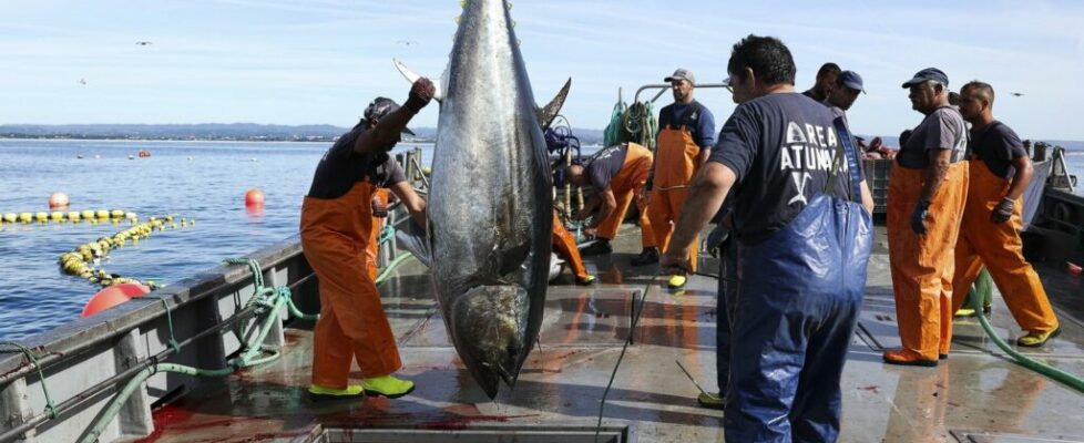 República, Madeira e Açores unem esforços para reivindicar aumento de quotas de pesca na UE