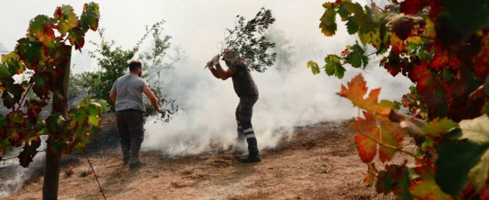 Mangualde com prejuízo superior a um milhão de euros no setor agrícola devido aos fogos