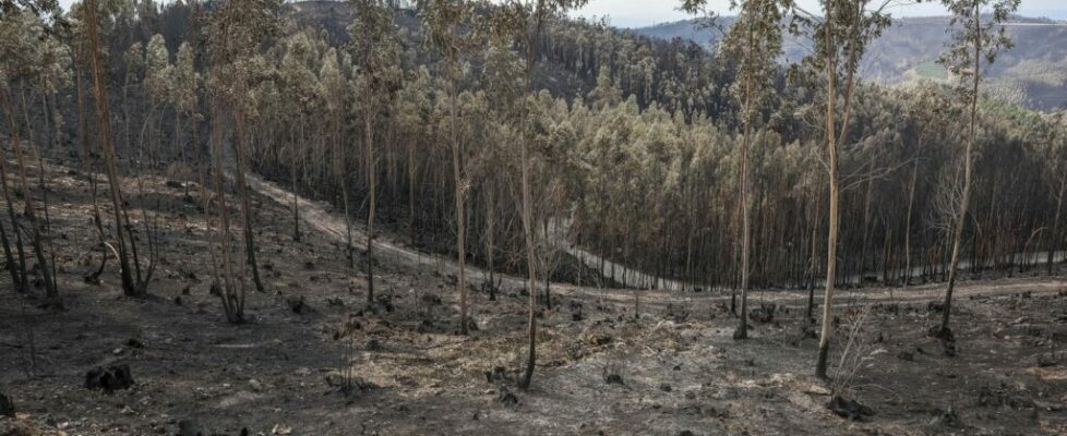 Fogos de 2024 mostraram que sistema “ainda tem muitas fragilidades”