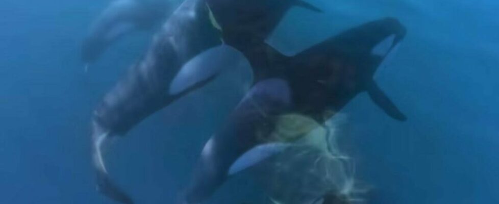 Vídeo mostra o momento em que orcas foram avistadas ao largo da Comporta