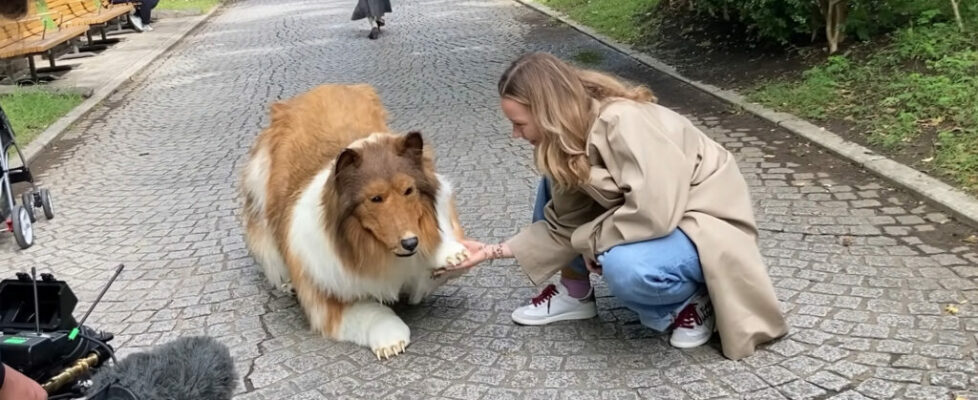 Meme: o cadastro nacional de animais domésticos