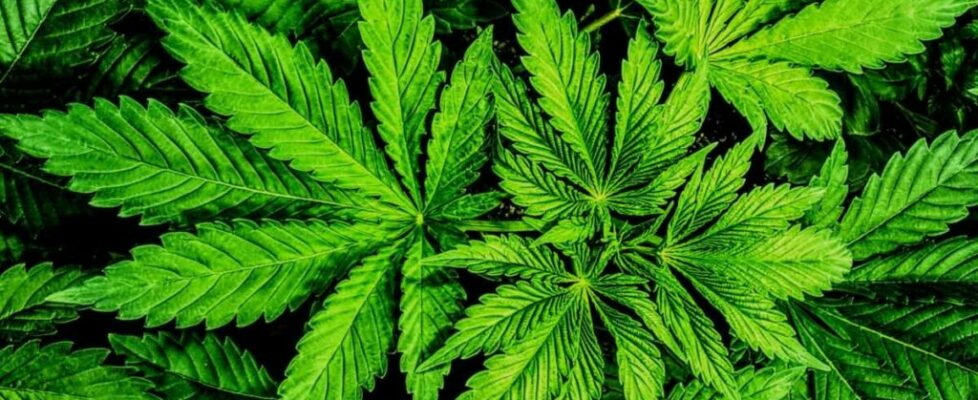 Nebraska Voters Overwhelmingly Approve Medical Marijuana