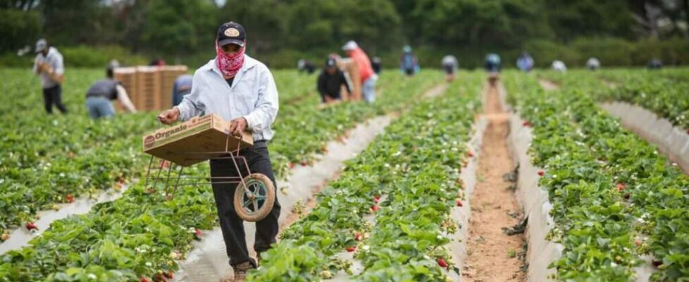 How Mass Deportation Will Disrupt America's Food Supply Chain