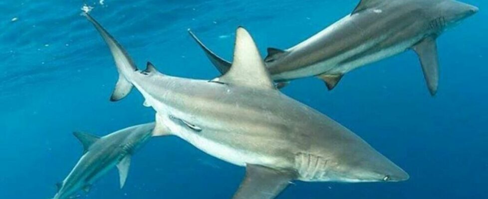 2 Florida Men Who Thought They Were Freeing Illegally Caught Sharks Are Now Felons