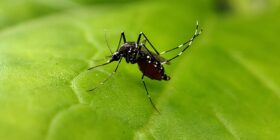 Osmar Terra culpa Nísia Trindade por dimensão da dengue no Brasil: ‘Fraca’