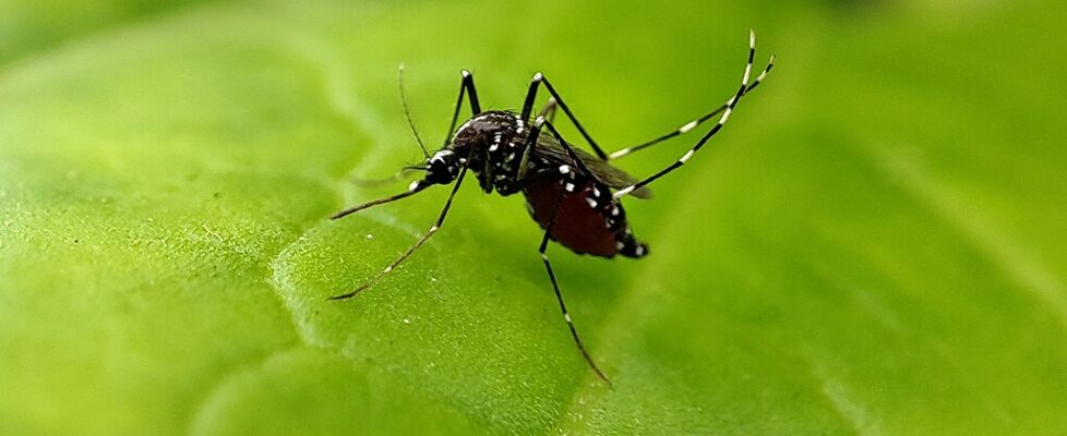 Osmar Terra culpa Nísia Trindade por dimensão da dengue no Brasil: ‘Fraca’